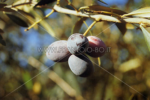 Azapa