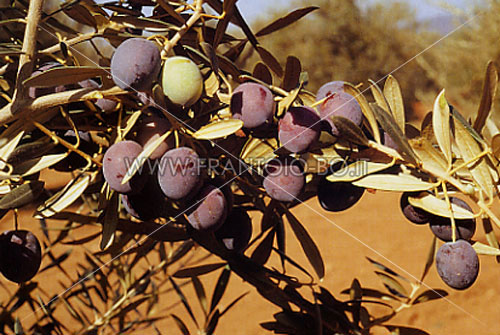 Manzanilla Cacereña