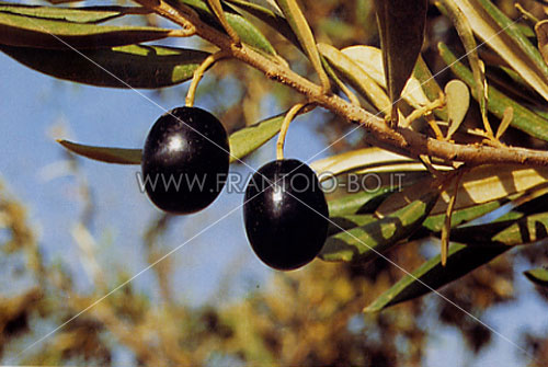 Manzanilla Prieta