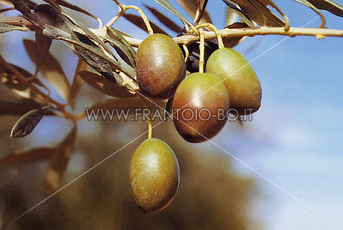 Morisca