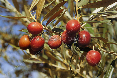 Palomar