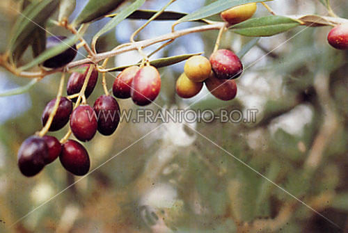 Chemlali de Sfax