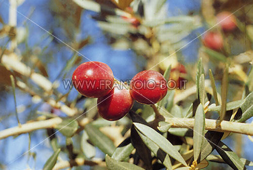 Gerboui