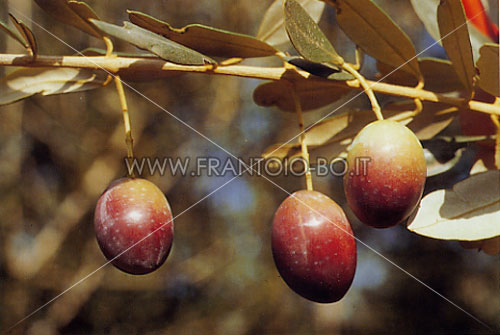 Uslu