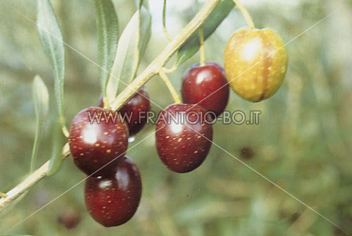 Nocellara Etnea
