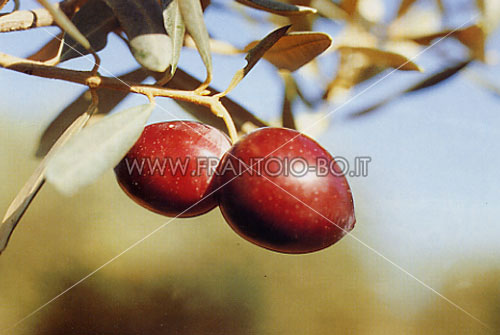 Bouteillan