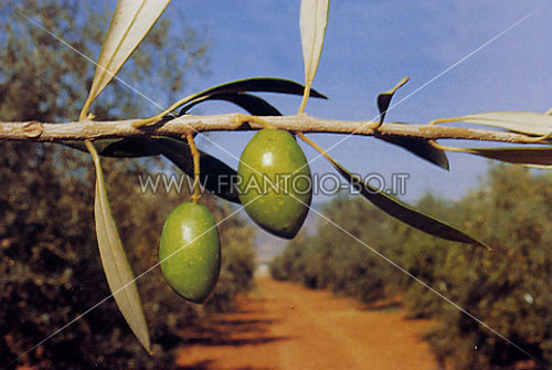 Picholine Languedoc