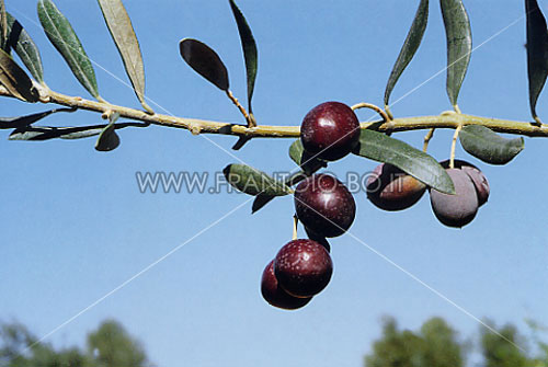 Adramitini
