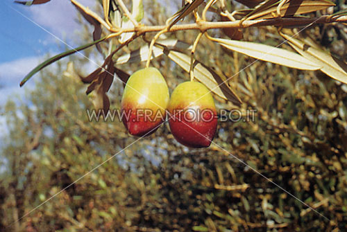 Amigdalolia