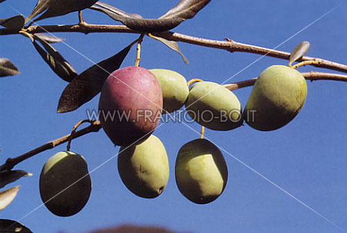 Ascolana Tenera