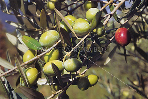 Biancolilla