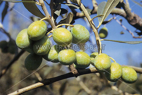 Bosana