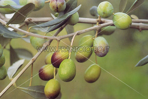 Dolce Agogia