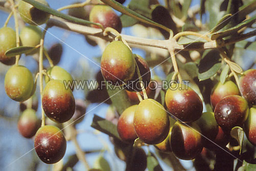 Frantoio