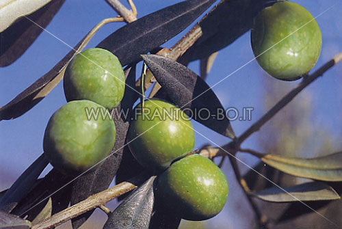 Nocellara del Belice