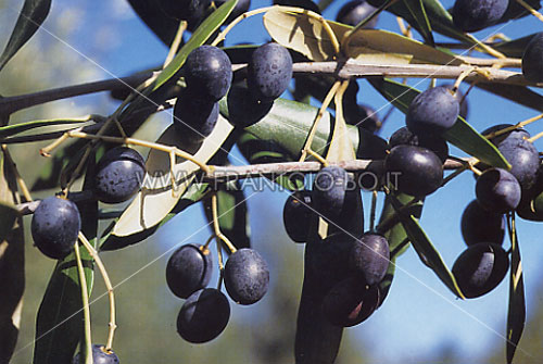 Ogliarola Barese