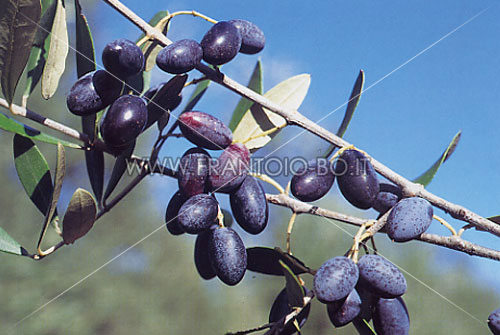 Ottobriatica