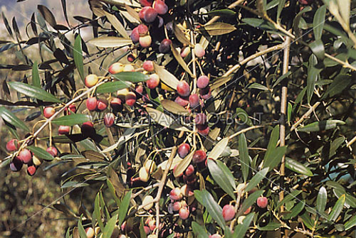 Rosciola
