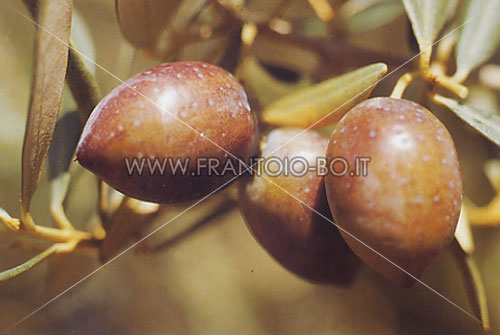 Soury