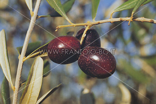 Carrasquenha