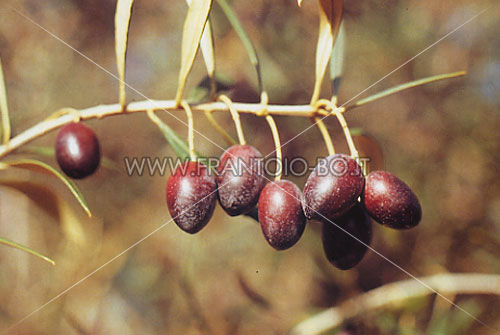 Cobrançosa