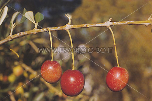 Cordovil de Castelo Branco