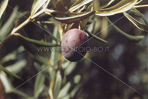 Maçanilha Algarvia