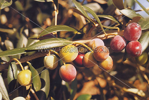 Arbequina