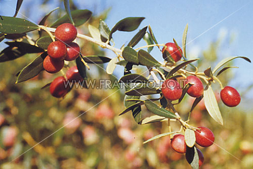 Blanqueta